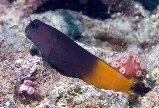 Gulhalet Sort Blenny (Escenius namiyei)